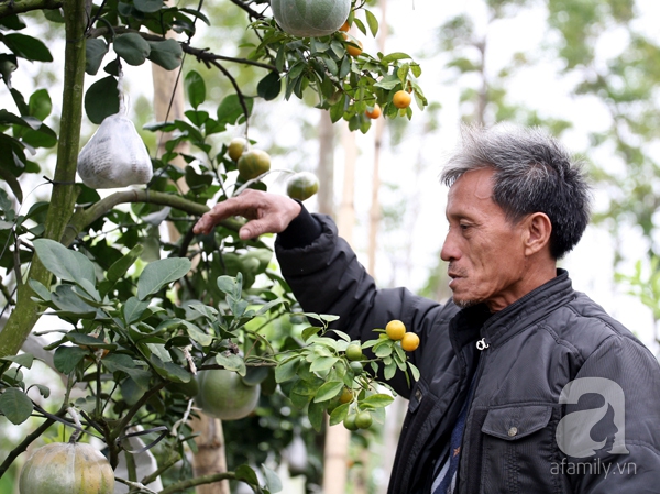 cây ngũ quả